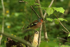 Bofink, Fringilla coelebs